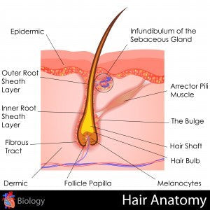 How Hair Growth Works